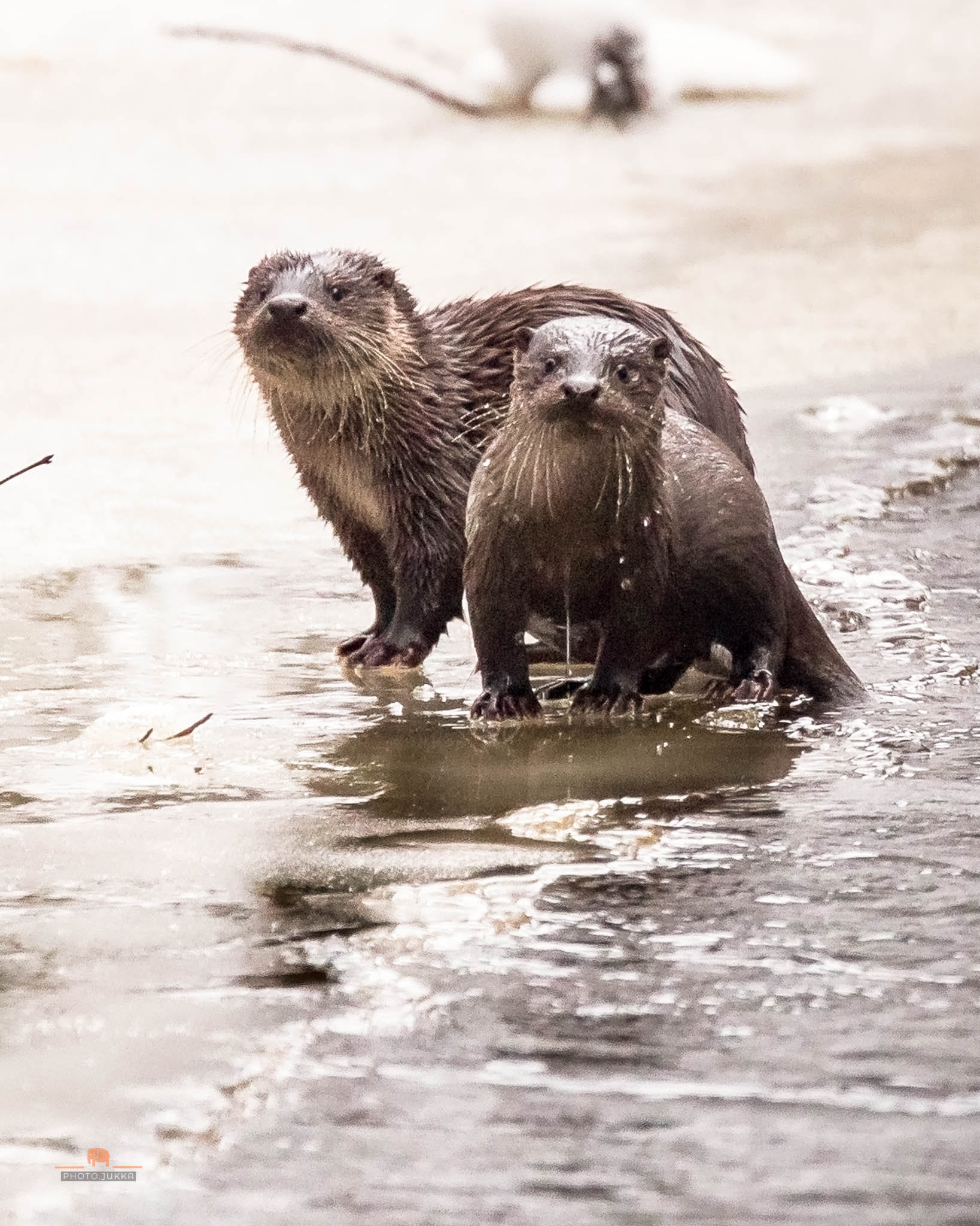Saukko Otter