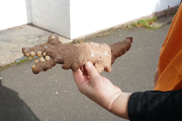 A white person's hand holds an alligator made from brown bread dough. It has white bread coloured teeth.