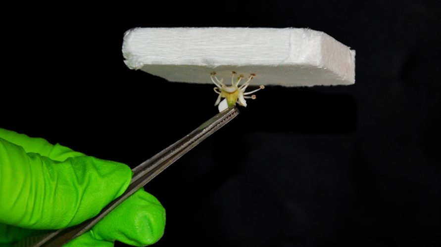 Aerogels Yuanyuan Li KTH