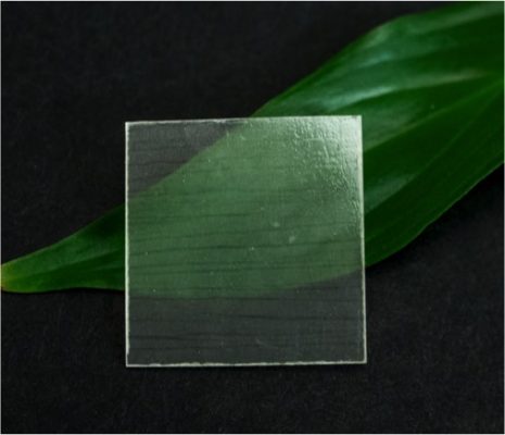 Transparent wood on a leaf