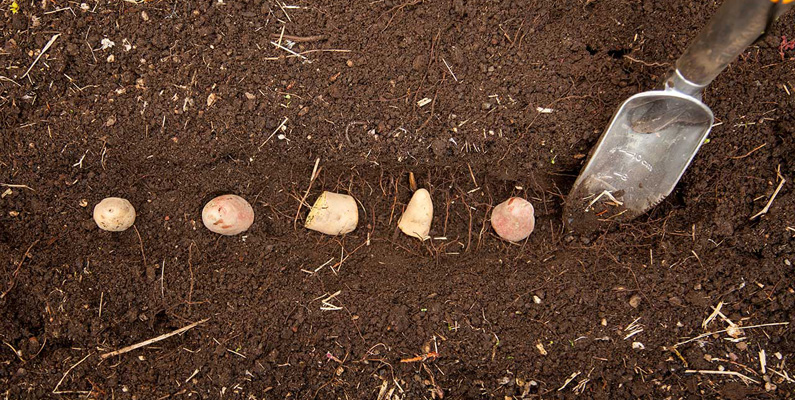 Årligen äts cirka 33 kilo potatis av varje människa globalt sett. Däremot verkar australiensare verkligen älska potatisen, då de i snitt äter nästan det dubbla; 60 kilo!