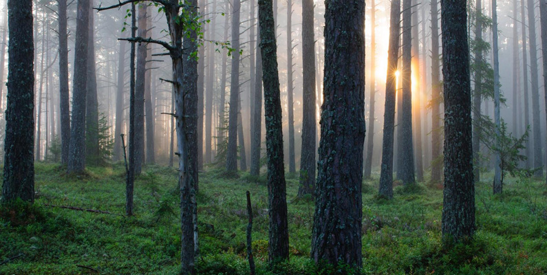 ”The New Yersey Forest Fire Service” kan kräva att alla män mellan 18-50 år hjälper till vid skogsbränder. Vägrar man är det straffbart, och ingen direkt utbildning krävs. Det kan vara allt från att assistera med vatten till att gräva vallgravar runt elden.