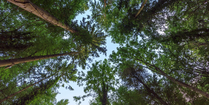 Mer än 80% av den skog som vuxit upp på jorden är redan förstörd och avverkad. Tack gode gudarna för återplantering.