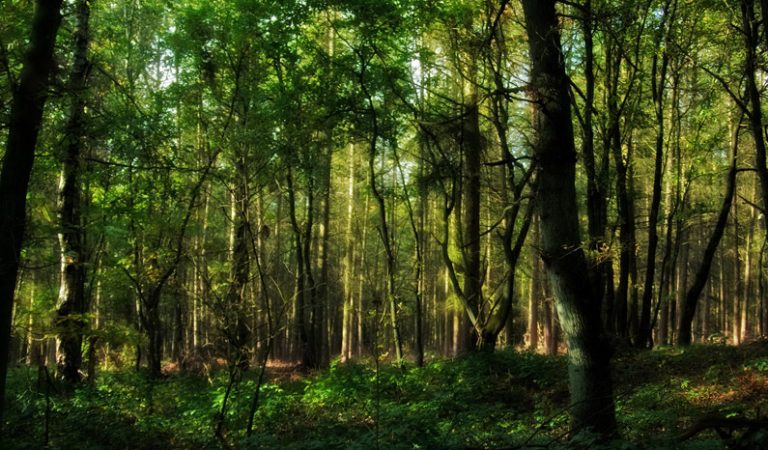 10 fakta du antagligen inte visste om skog