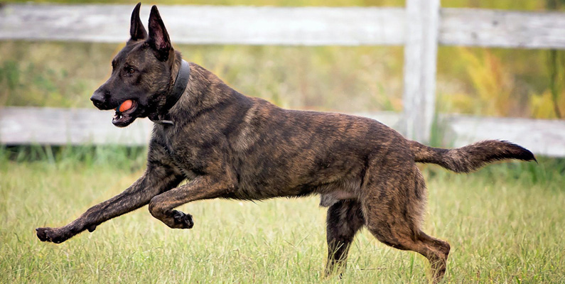 Holländsk Herdehund (som du kan se på bilden nedanför) har sitt ursprung från Nederländerna och kan lätt förknippas med Malinois eller tysk schäferhund. Från första början avlades den fram som en vallande herdehund, men är idag främst en sällskapshund och brukshund med användning som tjänstehund, främst inom polisen. Holländsk Herdehund har en bitkraft på 224 PSI, vilket motsvarar cirka 15,7 kilo per kvadratcentimeter.