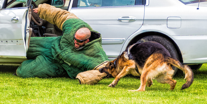 Tysk schäferhund (bilden nedanför) är en av de mest populära hundraserna i hushållen världen över. De används också väldigt ofta i räddningsuppdrag på grund av sin exceptionella natur. Likaså är det en vanligt förekommande ras hos polis, väktare och militär. Schäfern är också klassad som den tredje smartaste rasen, vilket gör att den är väldigt lättlärd. Deras bitkraft uppgår till 238 PSI, vilket motsvarar 16,7 kilo per kvadratcentimeter.