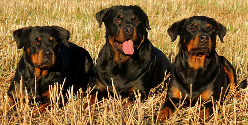 Rottweilers (bilden nedanför) är kraftfulla och kan uthärda hårt arbete under längre perioder. De kännetecknas av sin orädda natur eftersom de snabbt kan reagera på fara. Ofta används rasen av polisen på grund av deras tillförlitelse och styrka. En Rottweilers bitkraft uppgår till 328 PSI, vilket motsvarar 23 kilo per kvadratcentimeter.