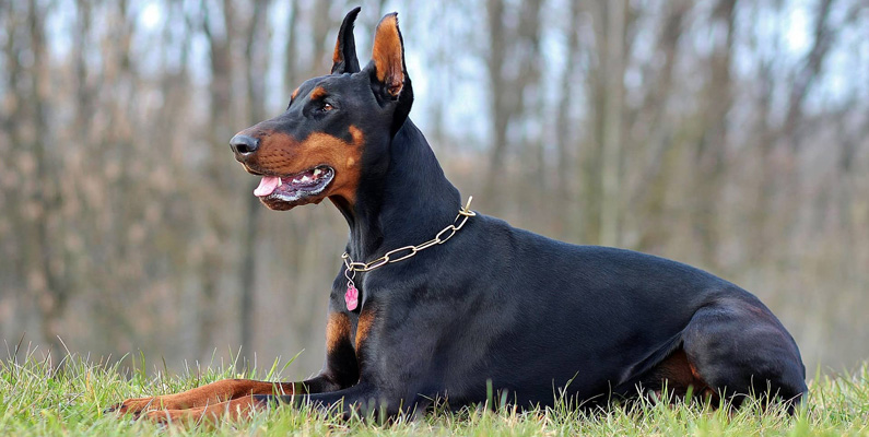 Även Dobermann (som du ser på bilden nedanför) är en hundras från Tyskland. Den är den största pinschern och en brukshund. Dobermanns rasnamn anknyter till dess första kända uppfödare: Karl Friedrich Louis Dobermann. I en undersökning 2012/2013 utnämndes dobermann till en av världens trettio populäraste hundraser. De är också bra beskyddare och har en bitkraft på hela 600 PSI, vilket motsvarar drygt 42,2 kilo per kvadratcentimeter.