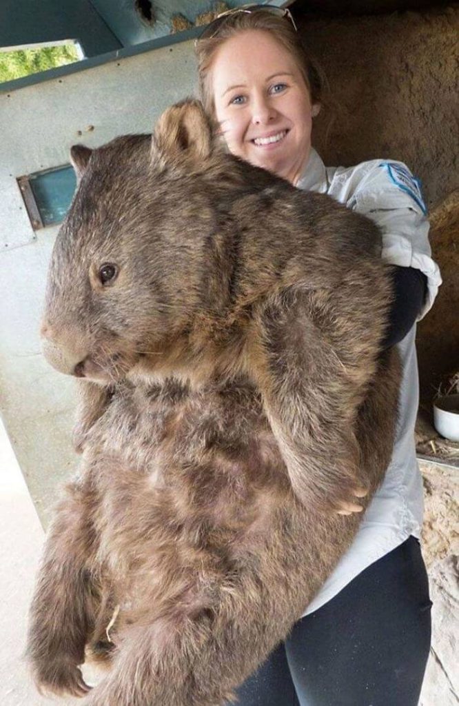 En wombat brukar i genomsnitt bli cirka 15 år. Men möt Patrick, världens största wombat, som till råga på allt blev hela 32 år gammal. Patrick levde mer än dubbla medellivslängden och vägde som mest 88 kilo. Wombats är infödda i Australien och just Patrick levde ett långt och lyckligt liv i Ballarat Wildlife Park innan han gick bort år 2017.