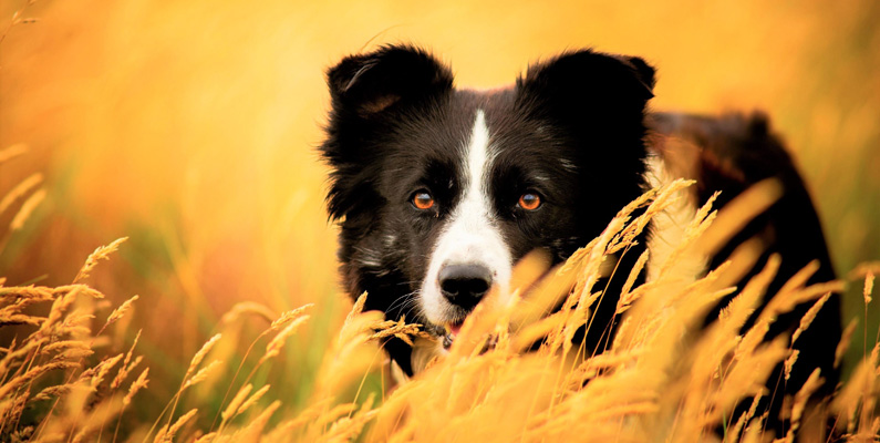 10 vanligaste hundraserna i Sverige, plats nummer 7: Border Collie.