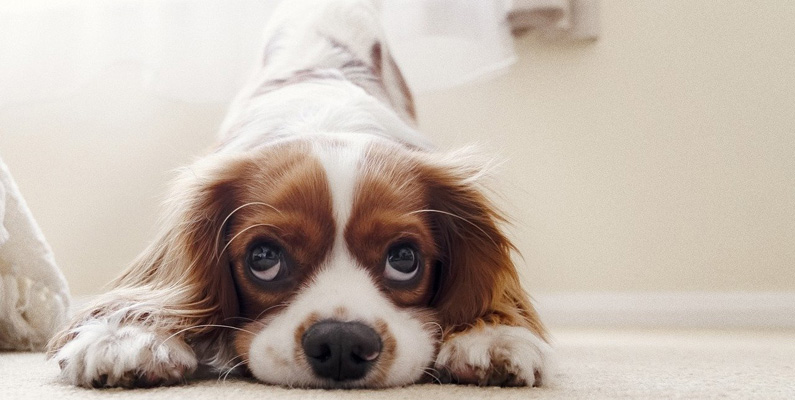 10 vanligaste hundraserna i Sverige, plats nummer 10: Cavalier King Charles Spaniel.