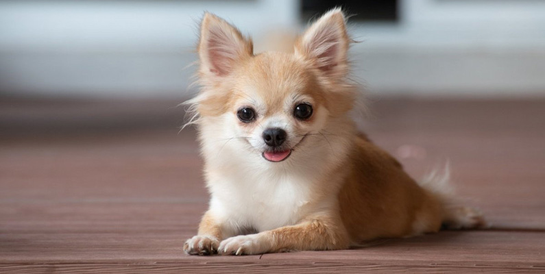 10 vanligaste hundraserna i Sverige, plats nummer 8: Chihuahua.