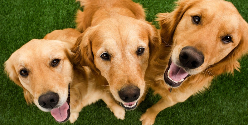 10 vanligaste hundraserna i Sverige, plats nummer 3: Golden Retriever.