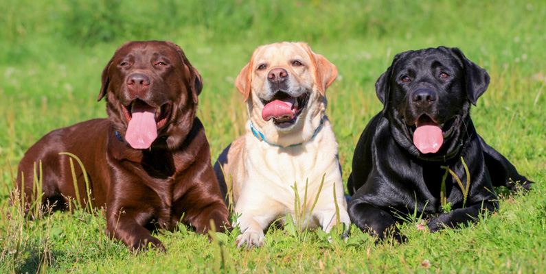 10 vanligaste hundraserna i Sverige, plats nummer 1: Labrador Retriever.