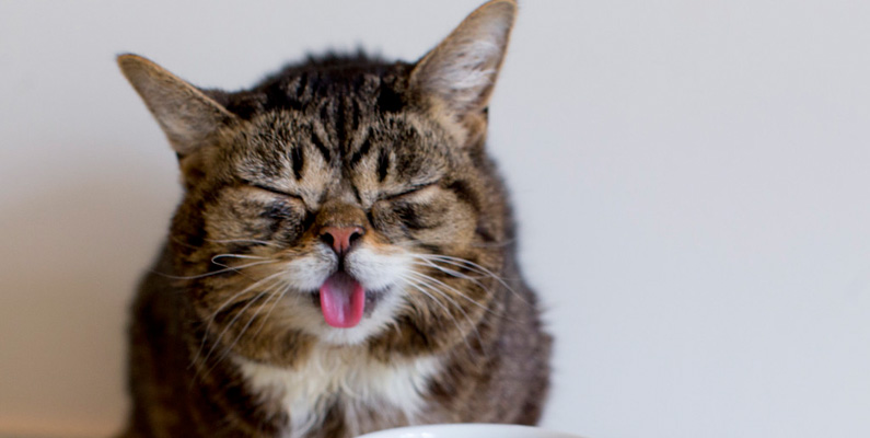 En berömd katt av rasen Brittiskt korthår var Lil Bub (på bilden nedanför) – en katt med en födelsedefekt som gav henne en gullig och unik look. Lil Bub blev känd på internet och hade en stor följarskara i sociala medier innan hon gick bort 2019. Lil Bub föddes med sjukdomen osteopetros, som är en ärftlig sjukdom som påverkar skelettets uppbyggnad.