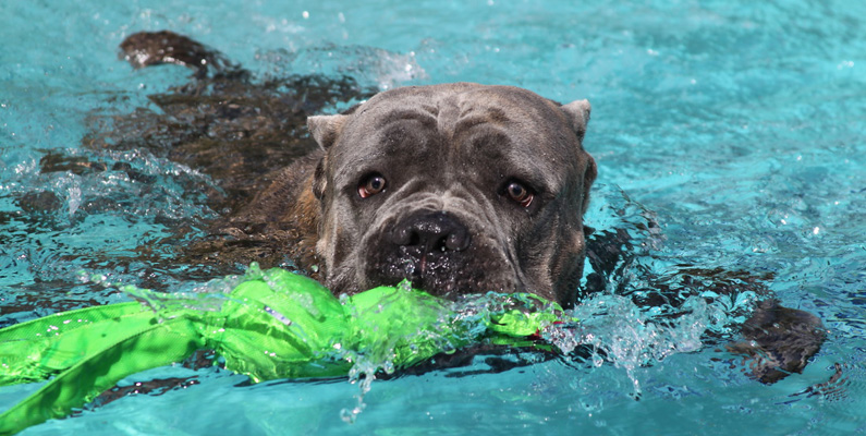 Cane Corso är utmärkta simmare, trots deras stora och tunga kroppar. Många människor tror att hundar med stora kroppar inte kan simma väl, men Cane Corso är en utmärkt simmare och njuter av att vara i vattnet. Detta är en av anledningarna till att de ofta används som räddningshundar på stränder och simbassänger runt om i världen.