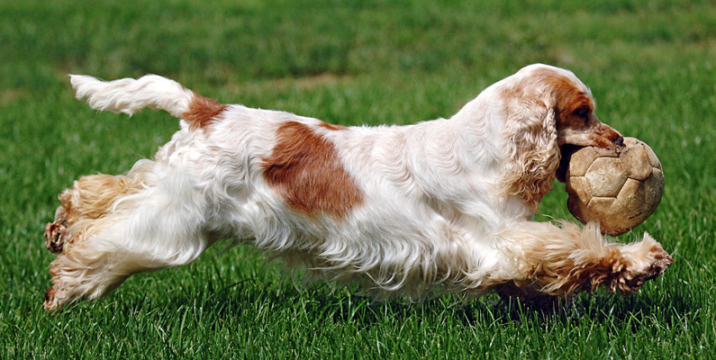 Hundar är bra på att dölja smärta, och detta inkluderar även Cocker Spaniel, så klart. Eftersom de är överrepresenterade med allergier, diskbrockssjukdomar, hjärtsjukdomar och ögonproblem (som till exempel glaukom) rekommenderas det att åtminstone ha en eller till och med två årliga veterinärundersökningar.