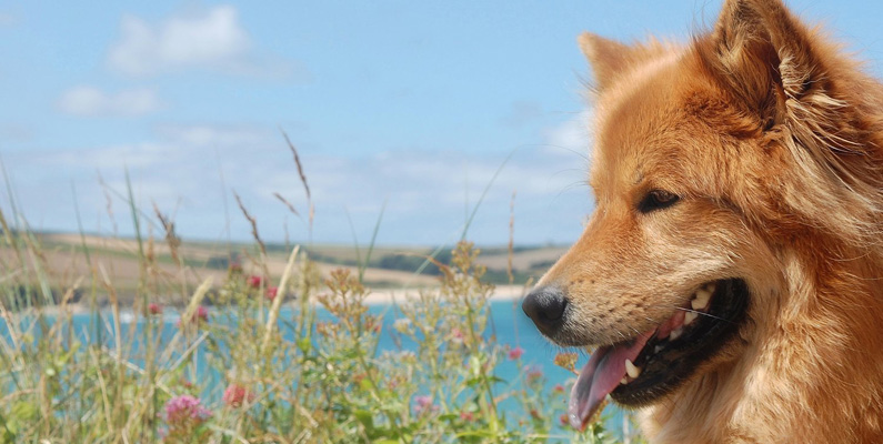 Eurasier har en naturlig vaktinstinkt och är utmärkta vakthundar. De är alltid uppmärksamma och vaksamma på sin omgivning, vilket gör dem till pålitliga vakthundar för sina familjer. De flesta Eurasier är naturligt observanta mot främlingar, men inte aggressiva utåt.