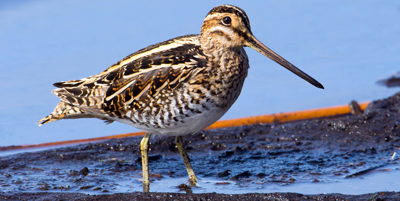 Termen "sniper" (prickskytt på svenska) syftade ursprungligen på jägare som är skickliga nog att kunna skjuta en enkelbeckasin ("Snipe" på engelska), en fågelart. En bild på fågeln finner du nedanför.