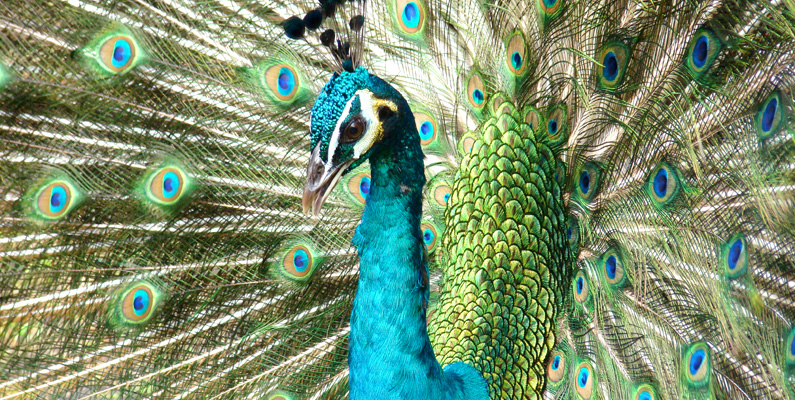Påfågelns stjärtfjädrar är pigmenterade bruna, men deras mikroskopiskt strukturerade ytor gör att de ser blåa, turkosa och gröna ut, och ofta verkar de skimrande.