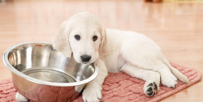 Men till hundarnas försvar – vem gör inte det? Golden Retrievers är kända för att vara väldigt matglada och glupska, och kan egentligen nästan äta allt de kommer över; från middagen i sin skål till leksaker, papper och kritor. De tenderar också att äta för mycket, så kunniga ägare vet att man bör begränsa godsakerna och noggrant mäta upp maten vid varje måltid.