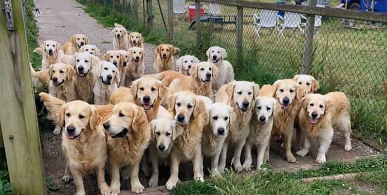 Har familjen och du svårt för att bestämma resmål under semester, men älskar hundar? Oroa dig inte – här är då den perfekta semesterresan! I Storbritannien kan du semestra och leva tillsammans med över 30 Golden Retriever-hundar! Turistattraktionen slog upp portarna under 2017 och har visat sig att också vara till nytta – inte bara nöje. Lägren har nämligen hjälpt många som har drabbats av bland annat  posttraumatiskt stressyndrom (PTSD). Hade inte du velat bli välkommen av 30 glada Golden Retrievers, som på bilden nedanför?