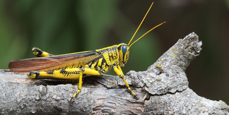 Om du någonsin har försökt att fånga en gräshoppa, vet du säkerligen hur långt de kan hoppa för att fly från fara. Om människor kunde hoppa likt en gräshoppa gör, skulle vi enkelt kunna hoppa längden av en hel fotbollsplan.