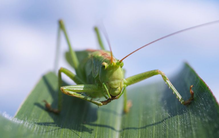 10 fakta du antagligen inte visste om gräshoppor!