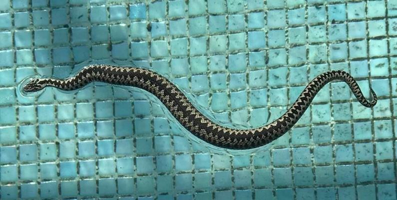 Huggormar är generellt sett inte särskilt bra simmare jämfört med vattenlevande ormar som vattenormar. Även om de kan korsa vattendrag eller till och med simma korta sträckor, är de inte specialiserade för ett liv i vatten och har inte de anatomiska anpassningarna som krävs för effektivt simmande. [källa]