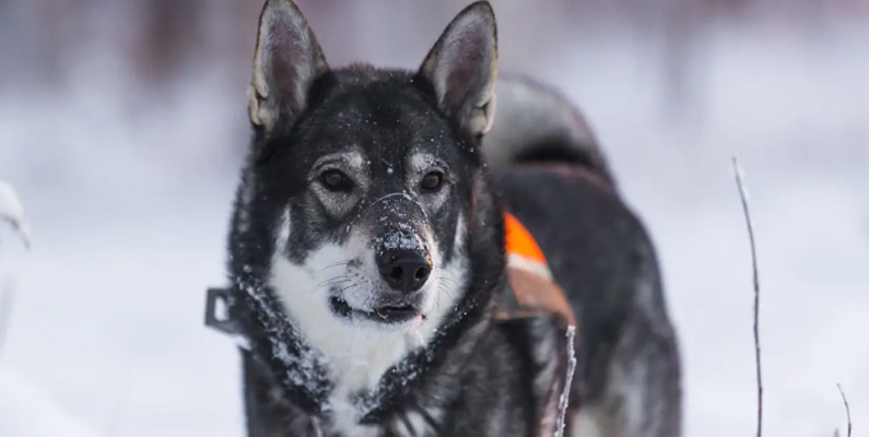 De kan vara envisa och anständiga med andra hundar, men de visar en lugn och tillgiven sida med sin familj. Jämthunden tenderar också att ha harmoniska relationer med barn på grund av deras skyddande natur. Rasen är väldigt tålmodig, vilket gör den till en perfekt jakt- eller sällskapshund.