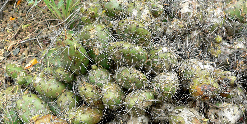 Det finns även en kaktusart som växer så långt norrut i Kanada att den är norr om Alaskas södra kant. Kaktusen går under namnet Opuntia fragilis.