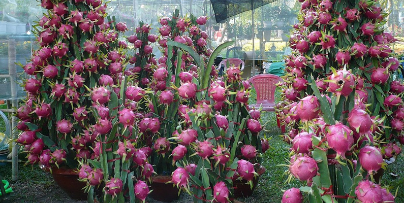 Röd pitahaya, frukten som du ser på bilden nedanför, kommer faktiskt från just kaktus. Vad som är lite extra roligt med just denna kaktus, Selenicereus undatus, är att man aldrig har kunnat lista ut helt säkert vart dess ursprung är från.