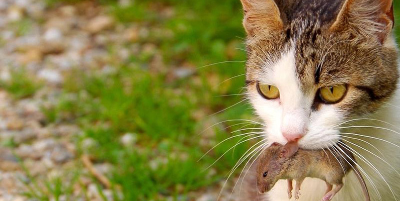 Om du är kattägare så har du säkerligen varit med om att han eller hon har kommit med en fågel, mus eller annat byte i munnen hem till dig. Det finns faktiskt en anledning till detta, enligt studier. När en katt kommer hem med ett dött djur i munnen är det ett tecken på att de tycker att vi människor är dåliga jägare. De försöker med andra ord att lära upp oss att jaga. Om bytet fortfarande lever när de kommer hem med det, så ska du dock ta det positivt – det betyder nämligen att de inte anser oss totalt värdelösa, men att de har skadat djuret och förväntar sig att vi bör slutföra dödandet.