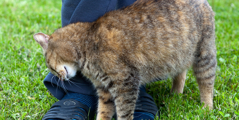 Katter har doftkörtlar i ansiktet som släpper ut ett feromon när de gnuggar på oss för att säga att de är våra och vi är deras. Fast egentligen är det väl katterna som äger oss mest, va?