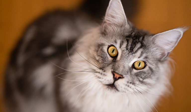 10 fakta du antagligen inte visste om katter