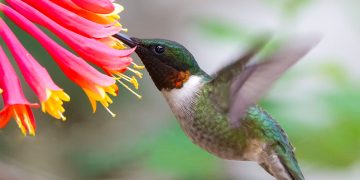 10 fakta du antagligen inte visste om kolibri.