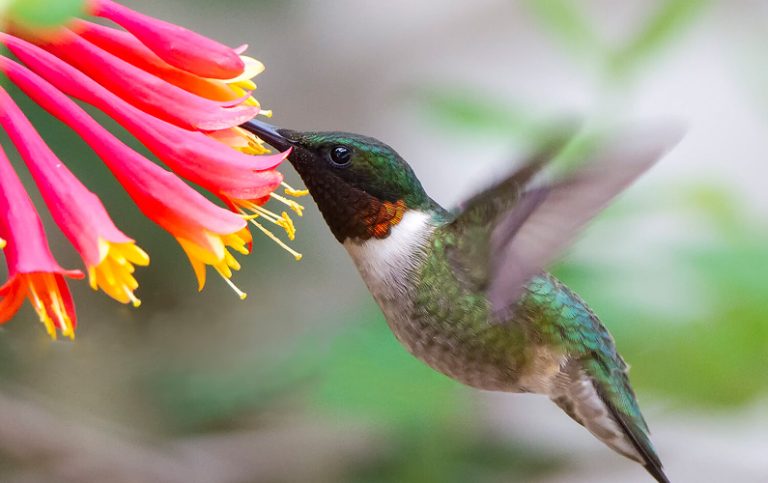 10 fakta du antagligen inte visste om kolibri.