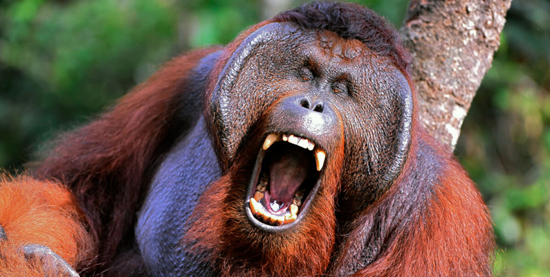 Vissa vuxna orangutangerhanar utvecklar flikar av fettvävnad på båda sidor av ansiktet – så kallade "flänsar" – som utvecklas när de är helt mogna. Som alla människoapor har en orangutang en lång livslängd och kan leva till över 30 år i naturen – många lever till och med till 50 år. Studier visar att vissa honor kan betrakta hanarnas flänsar när de väljer en partner.