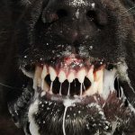 10 fakta du antagligen inte visste om rabies!