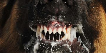 10 fakta du antagligen inte visste om rabies!