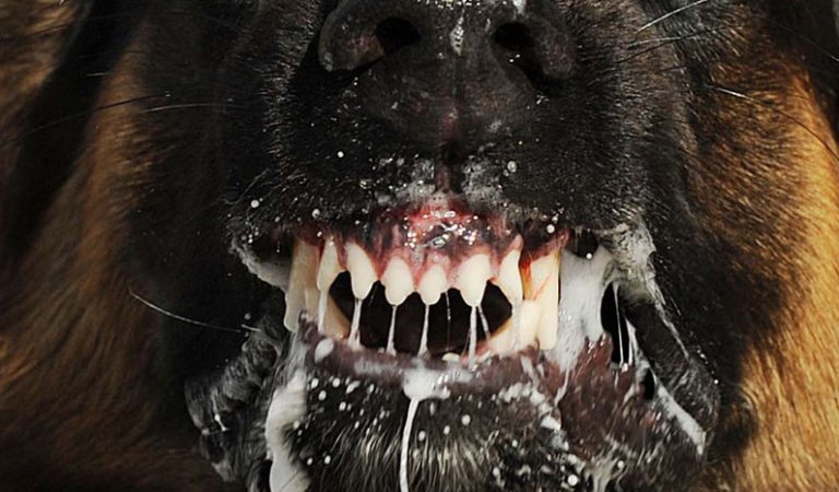 10 fakta du antagligen inte visste om rabies