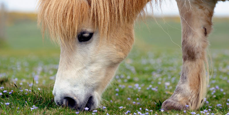 Shetlandsponnyer kan bli upp till cirka 30 år gamla. Forskning visar att ponnyer är mer effektiva för att reglera deras andningssystem under träning, har en tjockare och tätare benstruktur och är helt enkelt inte lika snabba som vanliga hästar, vilket gör att de i regel också lever ett längre liv. En av den mest kända ponnyn någonsin var Sugar Puff, en shetlandsponny som levde fram till 56 år innan han dog år 2007.