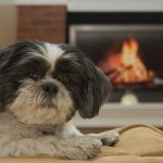 10 fakta du antagligen inte visste om Shih-Tzu!