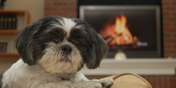 10 fakta du antagligen inte visste om Shih-Tzu!