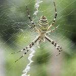 10 fakta du antagligen inte visste om spindlar!