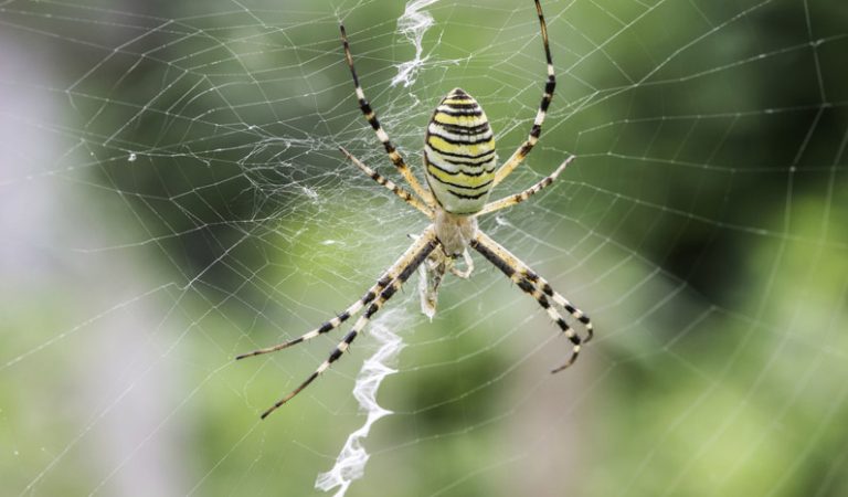 10 fakta du antagligen inte visste om spindlar