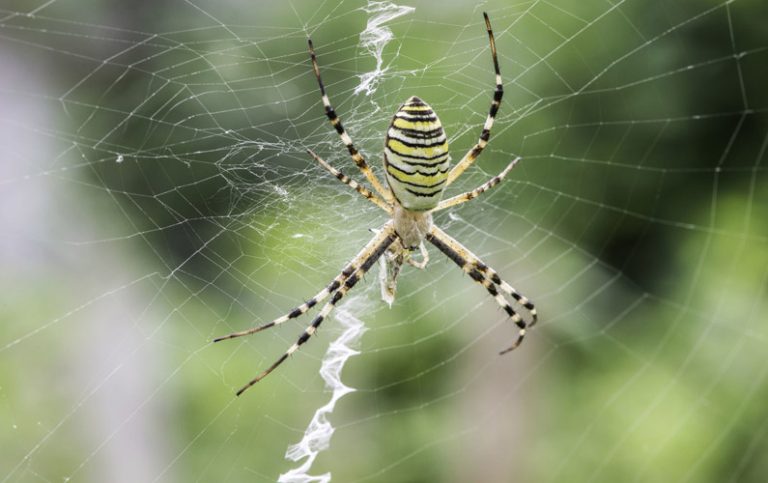 10 fakta du antagligen inte visste om spindlar!