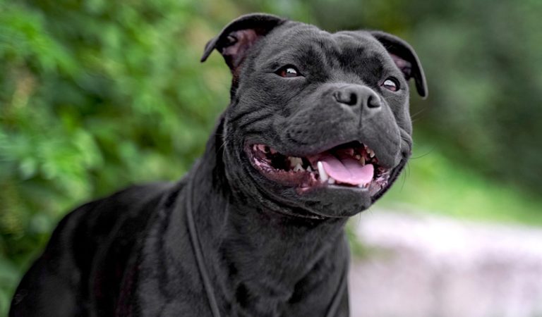 10 fakta du antagligen inte visste om Staffordshire Bullterrier