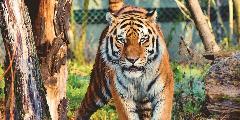 Man kan lätt tro att det ska finnas allra flest vilda tigrar i Asien – men så är inte fallet. Det finns nämligen fler tigrar i USA än någon annanstans i världen, som dessvärre lever i fångenskap.