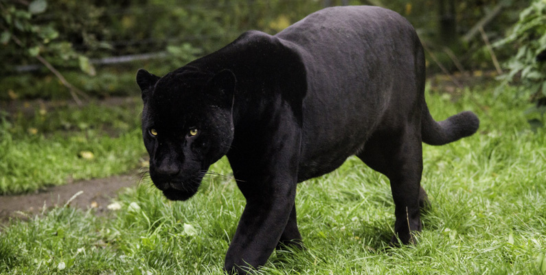 En "panter" är egentligen inte ett riktigt djur. Det är faktiskt en term som används för att beskriva svarta pumor, jaguarer och leoparder.